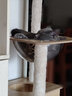 CHONLDERL猫爬架猫窝猫树一体大型太空舱通天柱猫架剑麻玩具猫抓板猫咪用品 【8层太空舱】猫乐园ML-2 实拍图