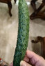 有机汇 有机刺黄瓜 浓郁儿时味道 有机种植 欧盟认证 新鲜采摘 1kg 实拍图