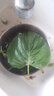 新鲜苏子叶蔬菜东北特产当季叶菜韩国烤肉包肉饭蘸酱菜绿色紫苏叶 100克 实拍图