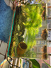 YEE鱼缸水族箱浮法玻璃热弯客厅家用造景中小型生态桌面鱼缸 超清热弯40*24*25cm 实拍图