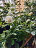 美乐棵 玫瑰月季型营养土8L/袋 家庭园艺种植基质土花土肥料盆栽绿植 办公室阳台桌面盆栽种植土 实拍图