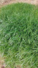 芳东种子草籽草坪种子黑麦草种子绿化工程种植四季 青混播包衣1斤 晒单实拍图
