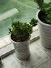 急兔米兰花植物四季花卉室内外耐寒绿植桌面盆栽/米兰原盆土源头直发 实拍图