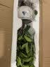 开时果 四季桂花树苗盆栽老桩浓香型花卉 室内植物客厅阳台好养绿植盆景 【家居点缀】精品桂花/40-50cm+宽条纹瓷盆 基地直发 实拍图