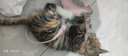 牵引绳猫咪小型犬狗兔绳狗链防挣脱背心式溜猫绳子猫链 粉色【宠物背包】 S码【推荐2-5斤】 实拍图
