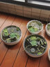 鑫意碗莲种子室内盆栽荷花种子睡莲四季开花水培碗莲花卉种子植物种子 新贵开口水培碗莲35粒+营养液 含塑料盆+1支营养液+1包水晶珠 实拍图