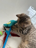 赞宠蓝色小鳄鱼摇摇绳猫玩具猫咪磨牙棒逗猫棒自嗨解闷耐咬小猫幼猫 实拍图
