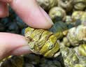 同仁堂鹿茸半蜡片礼盒15克新西兰进口泡酒药材料礼品送长辈实用高档 实拍图