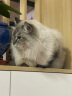 好主人（CARE）金装好主人猫粮2.0 成猫幼猫蓝猫英短通用全价无谷冻干 【成幼通用】冻干猫粮12.8斤 实拍图