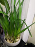 易囍艺 水仙花种球盆栽水养植物易活室内四季好养客厅办公室花卉绿植水 漳州水仙种球4个（大号球）+白色陶瓷盆+营养液 实拍图