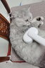 aumuca猫梳子宠物猫毛狗毛梳子祛浮毛神器猫咪梳子长毛猫刷宠物用品 经典白 实拍图