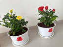 带花苞玫瑰花盆栽 钻石玫瑰四季开花观花绿植室内阳台庭院带盆栽好四季开花 红色玫瑰 【4棵带盆栽好】 实拍图