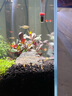 云峰海瑞 热带鱼 观赏鱼灯科鱼 观赏鱼小型淡水鱼草缸群游 热带鱼活体 步步高升新手套餐共10条 实拍图