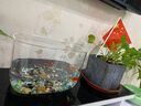 最萌乌龟缸家用带晒台爬台生态亚克力饲养箱造景水循环客厅造景小鱼缸 29*19*26圆形【裸缸】 实拍图