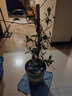 慕尔森慕尔森风车茉莉爬藤植物花卉盆栽银丝茉莉庭院室外四季常青耐寒 【粉色】风车茉莉 40厘米-60厘米 原土发货 实拍图