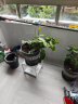 御卉阁 绿植盆栽花卉昙花苗  琼花苗 俗称月下美人 香味浓郁室内外盆栽 4年苗当年开花 实拍图