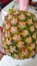 都乐Dole 菲律宾无冠金菠萝 1只装 MAX金菠萝 单果1600g 晒单实拍图