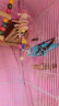 茨格曼 天然墨鱼骨 【5片装】鹦鹉玩具 鸟笼配件 啃咬串 风铃墨鱼骨可食用 实拍图