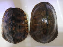 蟹爱（xieai）越南种南石龟金钱黄喉苗活体龟宠物乌龟 3-5两(母) 一只 盒装 实拍图