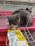 奈维咕噜酱宠物零食猫零食猫条猫湿粮鲜肉包肉羹肉酱包餐包 金枪鱼&青鱼【成猫】90g*6 实拍图