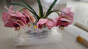 wo+ 高档新款手感PU蝴蝶兰仿真花艺客厅餐桌花电视柜装饰花假花 黑色扁陶瓷盆+粉红色蝴蝶兰 实拍图