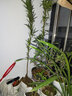 裕轩堂 白色长方形陶瓷花盆带托盘简约个性桌面多肉植物盆室内组合花盆 长方形-12102白（分离托盘） 中等 实拍图
