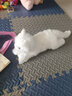龙猫泰迪小猫抱枕猫咪玩偶布娃娃可爱仿真猫公仔毛绒玩具儿童女生陪睡礼物 白猫咪新款 53 实拍图