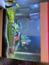 疯狂水草鱼缸水草净化水质套餐蜈蚣草阴性水草浮萍植物活体水培 三角莫斯8*20 实拍图