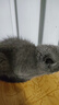来旺兄弟宠物毛巾超强吸水狗狗猫咪浴巾速干加厚洗澡吸水擦澡不掉毛中号 实拍图