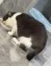 宠莱富宠安舒甲钴胺宠物狗狗神经炎猫咪癫癫痫瘫痪惨叫抽搐狗神经营养补充胶囊 甲钴胺宠安舒 30粒*1瓶 实拍图