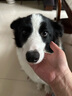 DO DO PET宠物车载笼猫笼狗笼可折叠大中小型犬狗狗宠物笼猫狗坐车隔离笼子 黑色-四面网布开口款 M码（66×45×45cm）全车型后排 实拍图