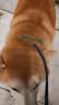 KAMPET狗狗项圈刻字大型犬中型小型犬大狗小狗圈狗脖套牵引绳狗绳真牛皮 绿色项圈 M 头层牛皮 实拍图