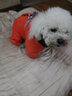 SLPC狗狗衣服冬天保暖中小型犬加厚四脚狗棉衣泰迪柯基小狗幼犬冲锋衣 橙 2XL（适合约16-20斤） 实拍图