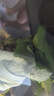 异景园鱼缸水族箱造景水榕沉木活体水草淡水无土植物后景真水草净水增氧 双头大叶榕沉木 实拍图