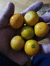 味小仙广西桂林脆皮金桔 滑皮小金桔阳朔特产黄青皮甜金橘新鲜水果 5斤（中果）【1斤30-35颗】 实拍图