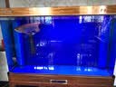 Hydlex日本圣太科加热棒鱼缸26年新款水族箱淡水海水通用变频红圈加温棒 圣太科新款红圈版加热棒1000W 实拍图