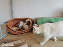 康贝尼宠物狗窝仿藤条猫窝藤编泰迪比熊博美小型犬窝可拆洗 猫狗用品 半封闭/中号建议10斤内猫狗 实拍图