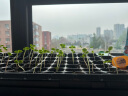IAM City Farmer凤仙花种子DIY儿童种植小盆栽 学生实验套装种植凤仙种籽开花快 实拍图