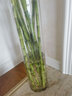 喜艺带根转运竹水竹富贵竹植物水养开运竹子盆栽客厅室内招财水培绿植 转运竹弯竹 100厘米 10支 含瓶 实拍图