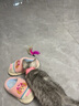 憨憨乐园猫玩具狗狗玩具宠物互动飞盘玩具逗猫玩小猫咪发光解闷神器小型犬 实拍图