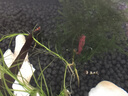 森森（SUNSUN） 鱼缸过滤材料水族滤材陶瓷环麦饭石玻璃环水族箱养鱼套装 7合1滤材1000g 含网袋 实拍图