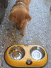 柒哦狗碗狗盆猫碗双碗猫食盆狗狗饭盆不锈钢防打翻碗中小型犬宠物用品 黄色小熊-大号（适合25斤内） 实拍图