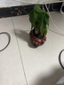 花友发财树盆栽办公室盆栽室内客厅桌面绿植小盆景发财树植物花卉 猪+三杆发财树 实拍图