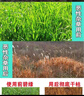 草甘膦41强效除愺剂一扫光整箱批发除烂草根剂农场果园专用叶面肥 10瓶(200ml）送助剂 实拍图