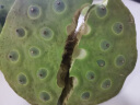 湖北新鲜莲蓬【加冰顺丰空运】洪湖水果嫩莲蓬 鲜莲子太空莲2斤装 实拍图