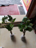 百芳缘三角梅树苗花卉四季开花重瓣绿化攀缘植物盆景精品盆栽地栽叶子花 大叶詹娜 5年苗可以当年开花 实拍图