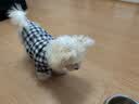 MUJI双层纱织 宠物衬衫 宠物用品 宠物家居服小型犬适用 藏青色格纹 M 实拍图