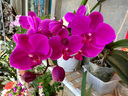 哈骆顿（HALODN）花架阳台花架置物架客厅花盆架室内花架子户外阳台多层落地式盆景 带滚轮3层花架白（120*40*104） 【层高可调】 实拍图