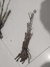绿达牡丹花苗盆栽大苗洛阳正宗带花苞牡丹花种四季重瓣花卉牡丹花树苗 牡丹苗魏紫（3-6枝条）+肥料1 实拍图