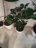 开时果 四季桂花树苗盆栽老桩浓香型花卉 室内植物客厅阳台好养绿植盆景 【家居点缀】精品桂花/40-50cm+不规则瓷盆 基地直发 实拍图